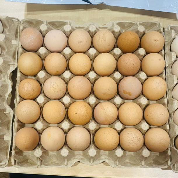 Farm-Fresh Surplus Produce & Egg Rescue Operations - Photo 18