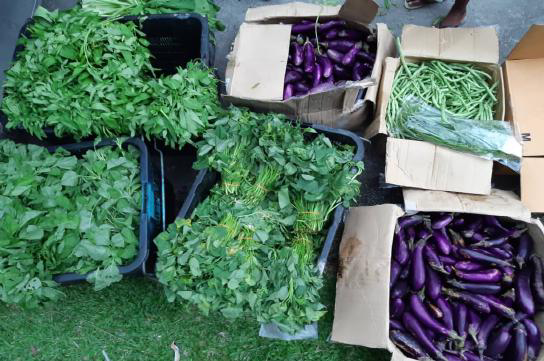 Farm-Fresh Surplus Produce & Egg Rescue Operations - Photo 2
