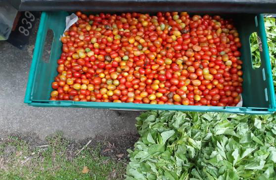 Farm-Fresh Surplus Produce & Egg Rescue Operations - Photo 3